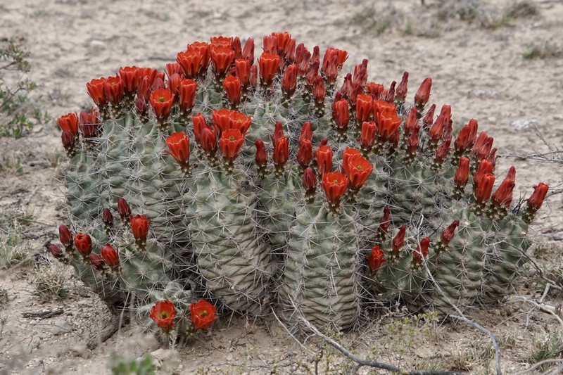Scarlet Hedgehog Cactus photo 4