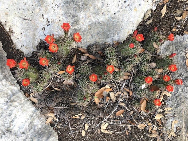 Scarlet Hedgehog Cactus photo 5