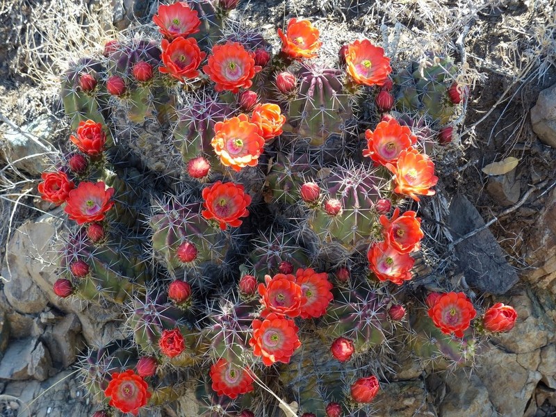 Scarlet Hedgehog Cactus photo 6