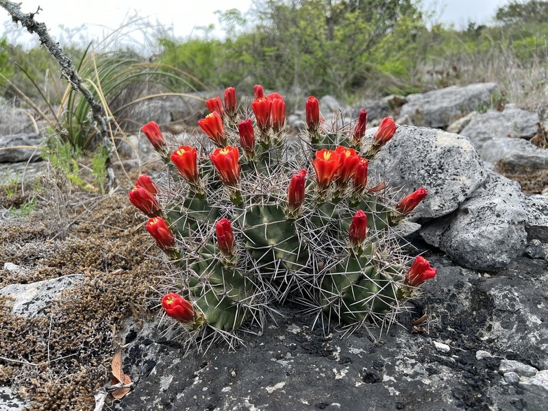 Scarlet Hedgehog Cactus photo 7