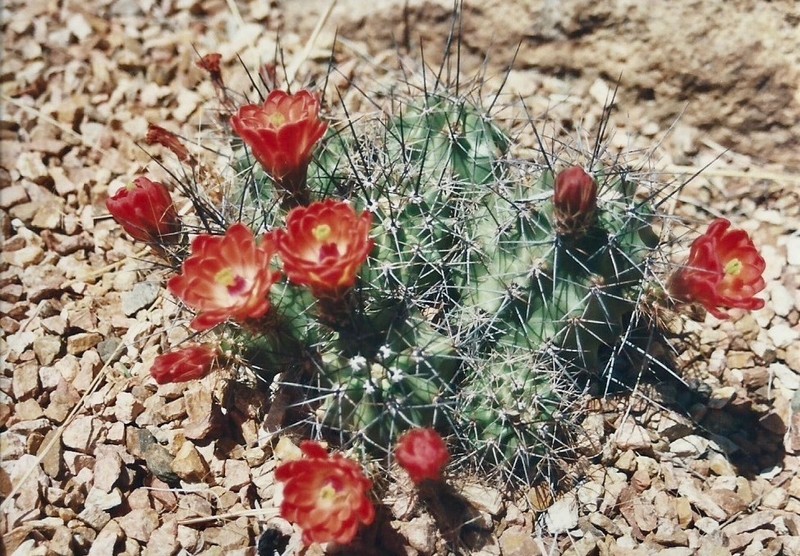 Scarlet Hedgehog Cactus photo 8