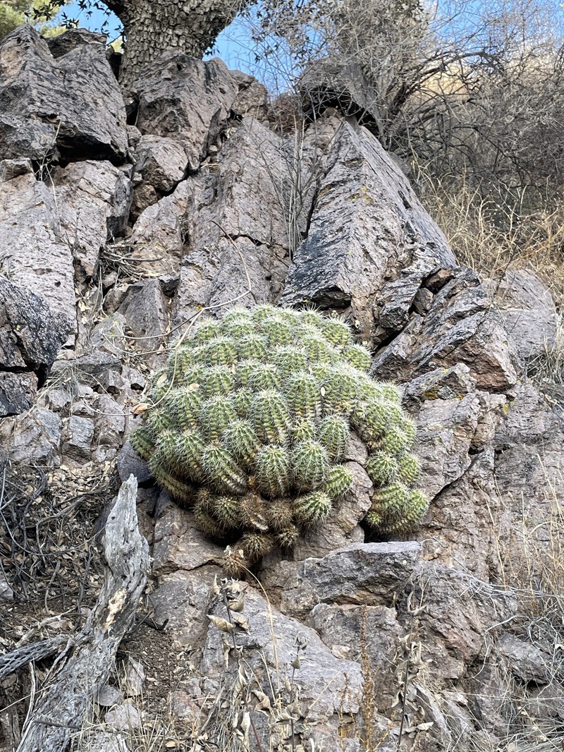 Echinocereus coccineus subsp. coccineus