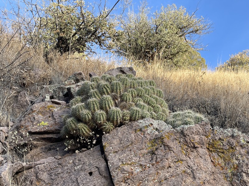 Echinocereus coccineus subsp. coccineus photo 2