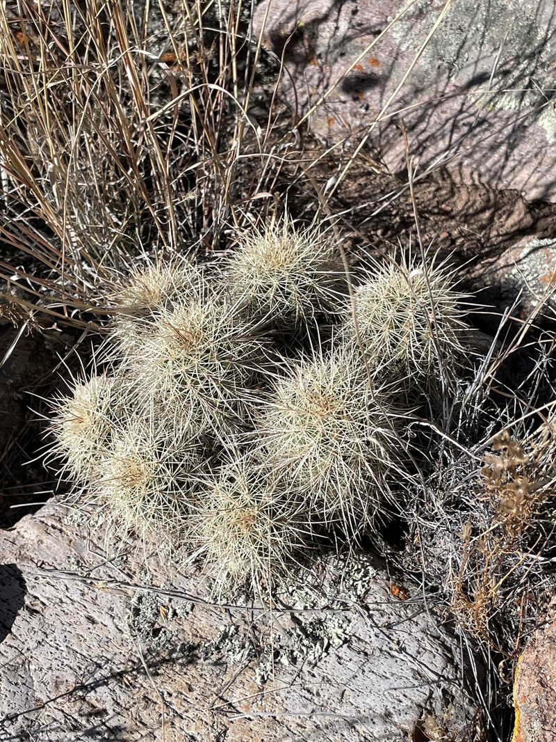 Echinocereus coccineus subsp. coccineus photo 3
