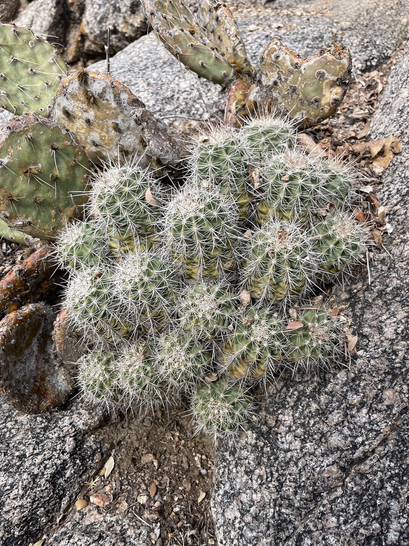 Echinocereus coccineus subsp. coccineus photo 4