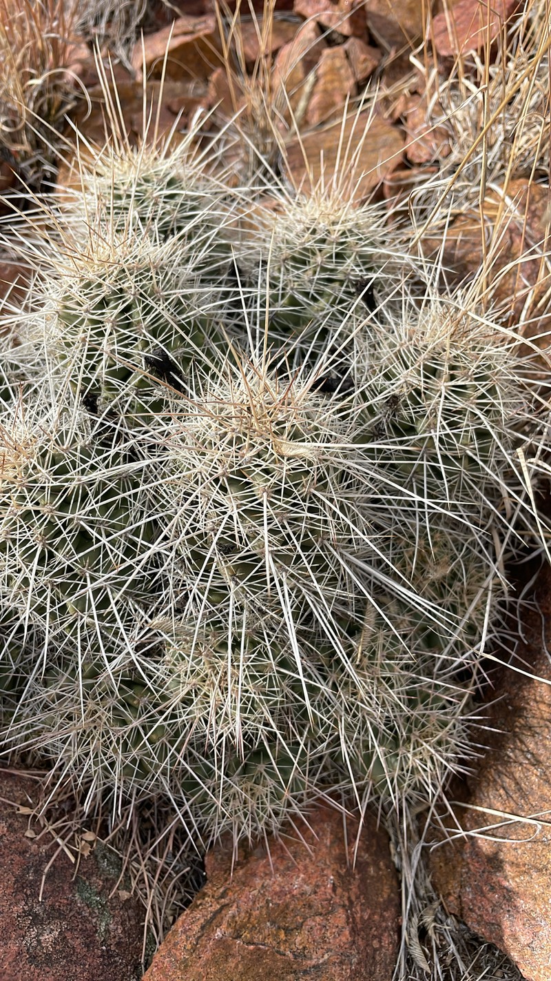 Echinocereus coccineus subsp. coccineus photo 5