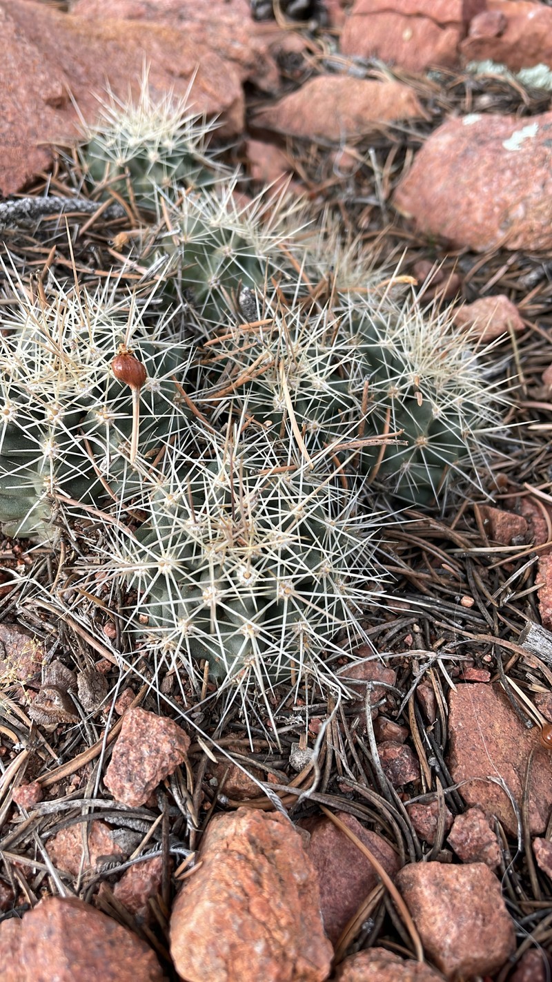 Echinocereus coccineus subsp. coccineus photo 6