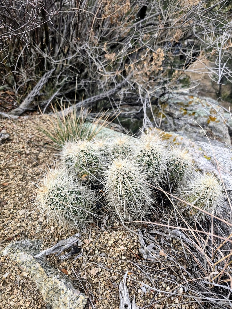 Echinocereus coccineus subsp. coccineus photo 7
