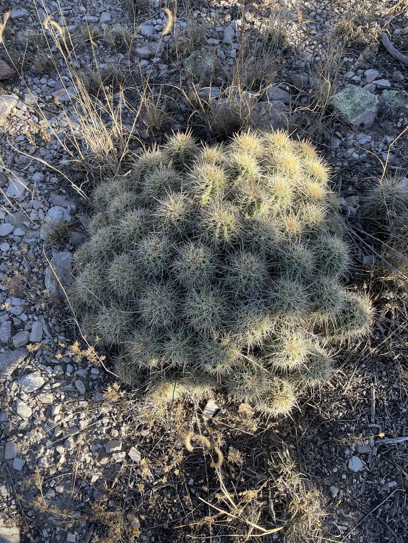 Echinocereus coccineus subsp. coccineus photo 8