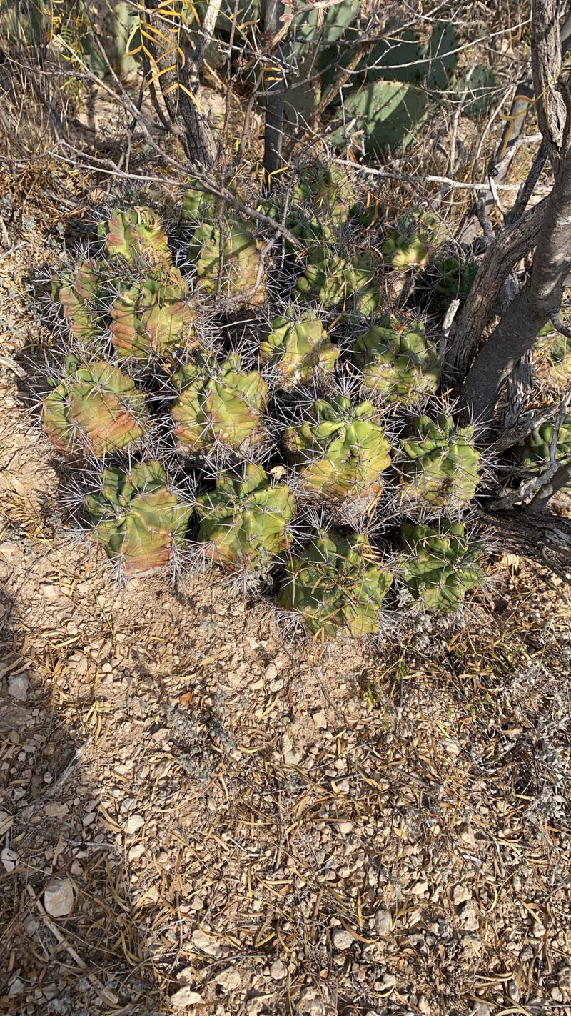 Echinocereus coccineus subsp. paucispinus