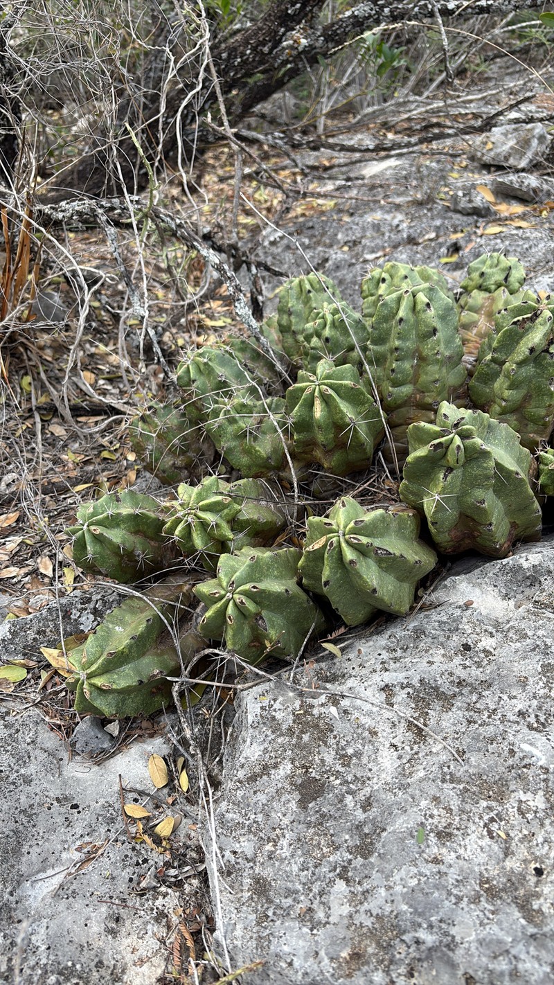 Echinocereus coccineus subsp. paucispinus photo 2
