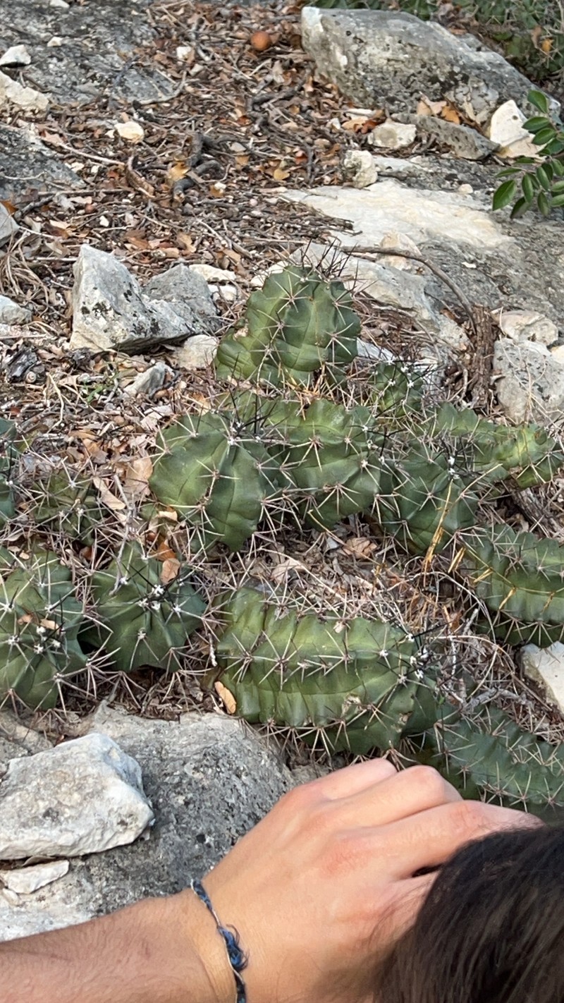 Echinocereus coccineus subsp. paucispinus photo 3