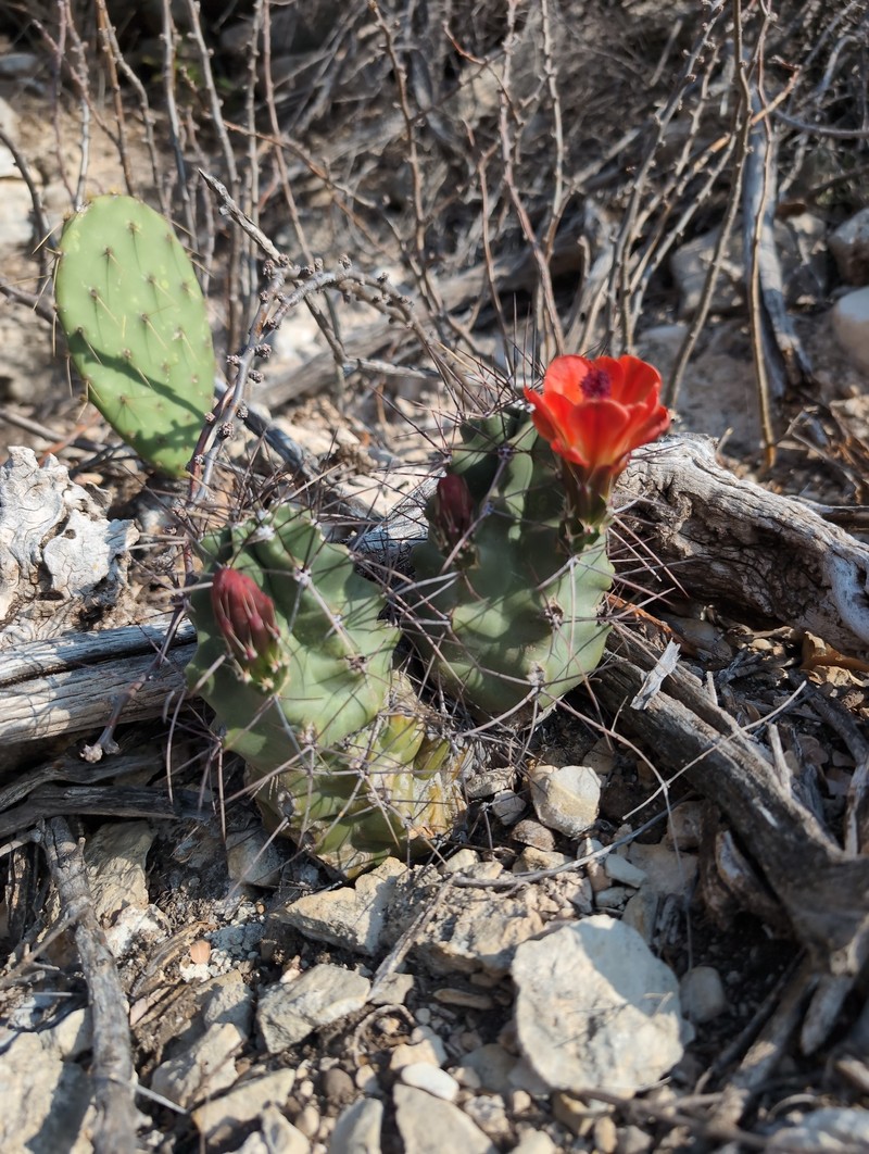 Echinocereus coccineus subsp. paucispinus photo 4