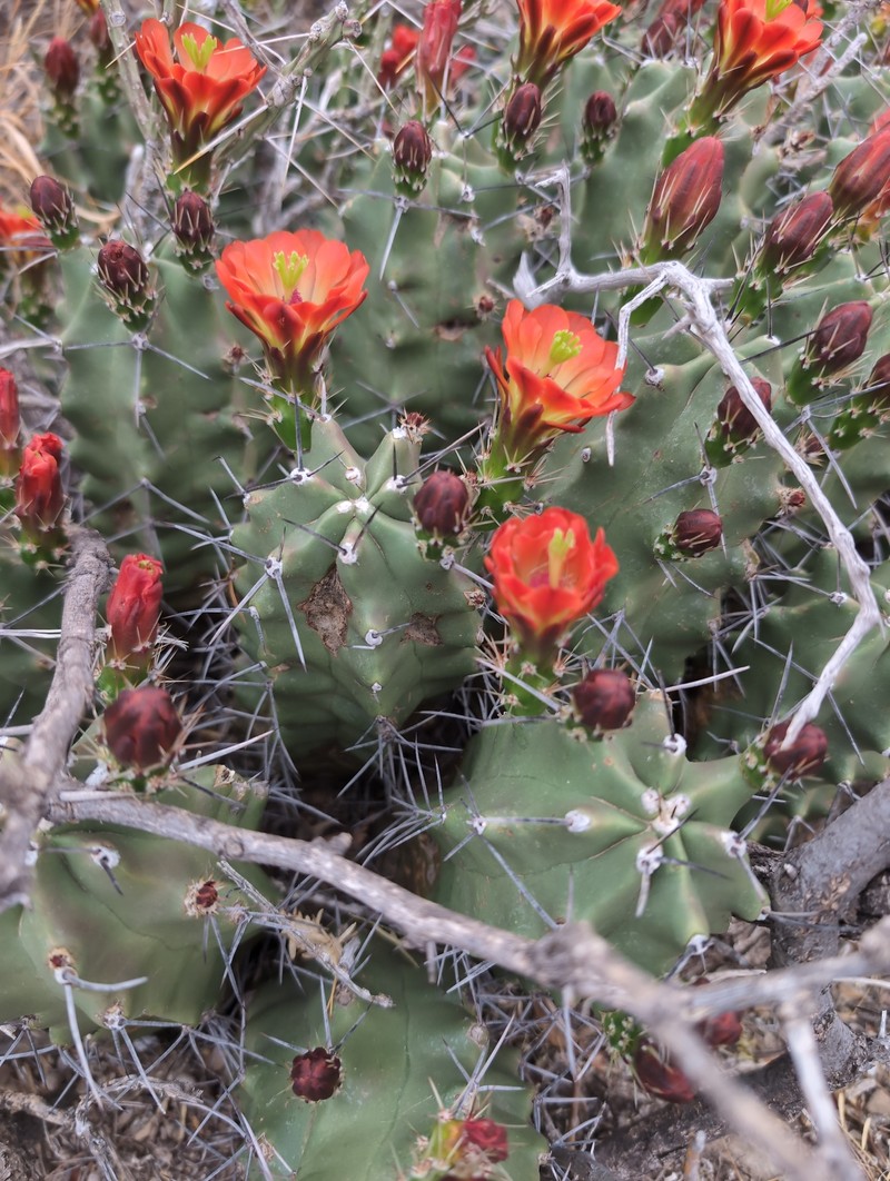 Echinocereus coccineus subsp. paucispinus photo 5