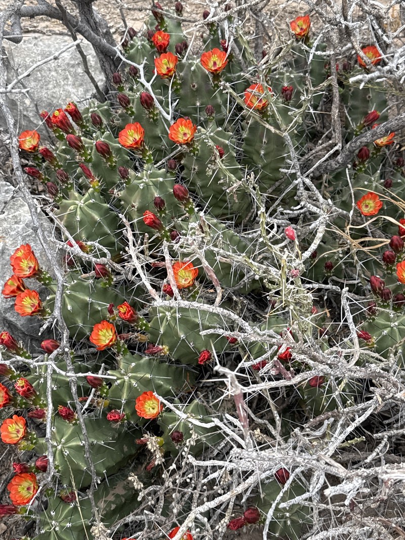 Echinocereus coccineus subsp. paucispinus photo 6