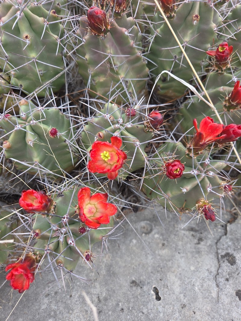 Echinocereus coccineus subsp. paucispinus photo 7