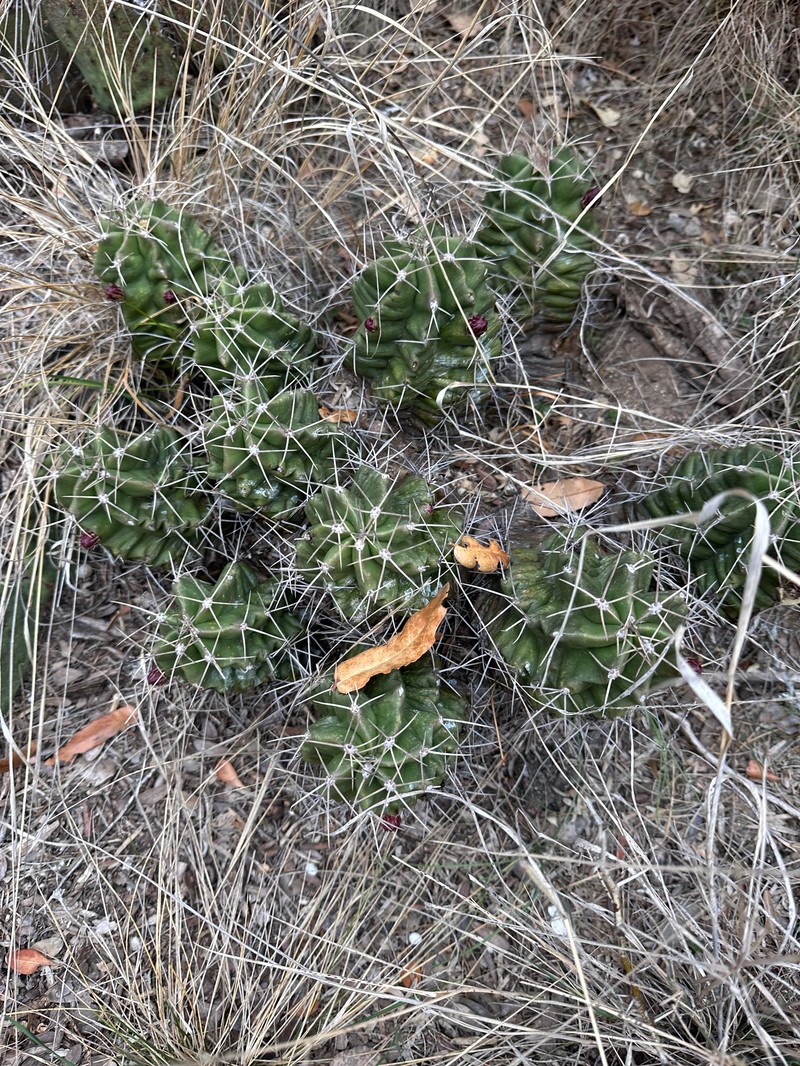 Echinocereus coccineus subsp. paucispinus photo 8