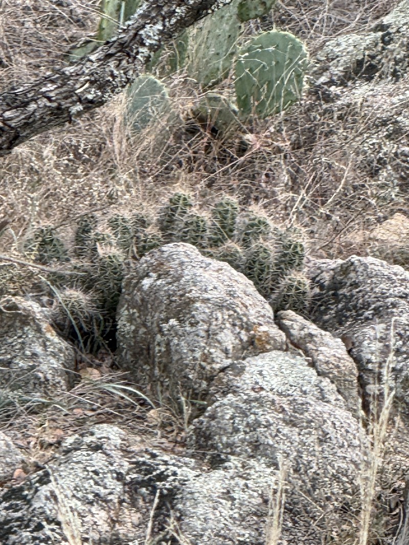 Echinocereus coccineus subsp. roemeri