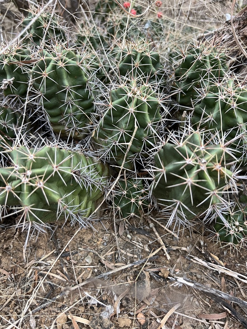 Echinocereus coccineus subsp. roemeri photo 2