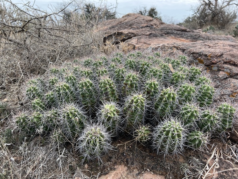 Echinocereus coccineus subsp. roemeri photo 3