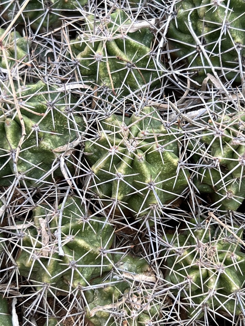 Echinocereus coccineus subsp. roemeri photo 4