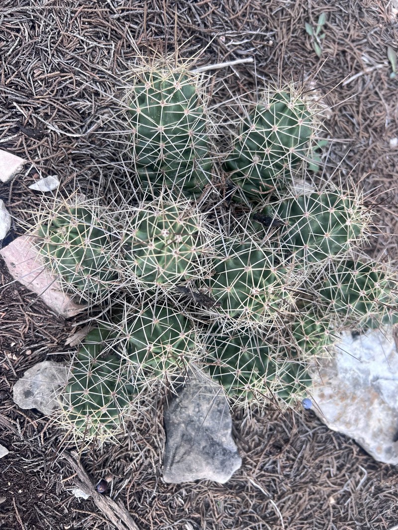 Echinocereus coccineus subsp. roemeri photo 5