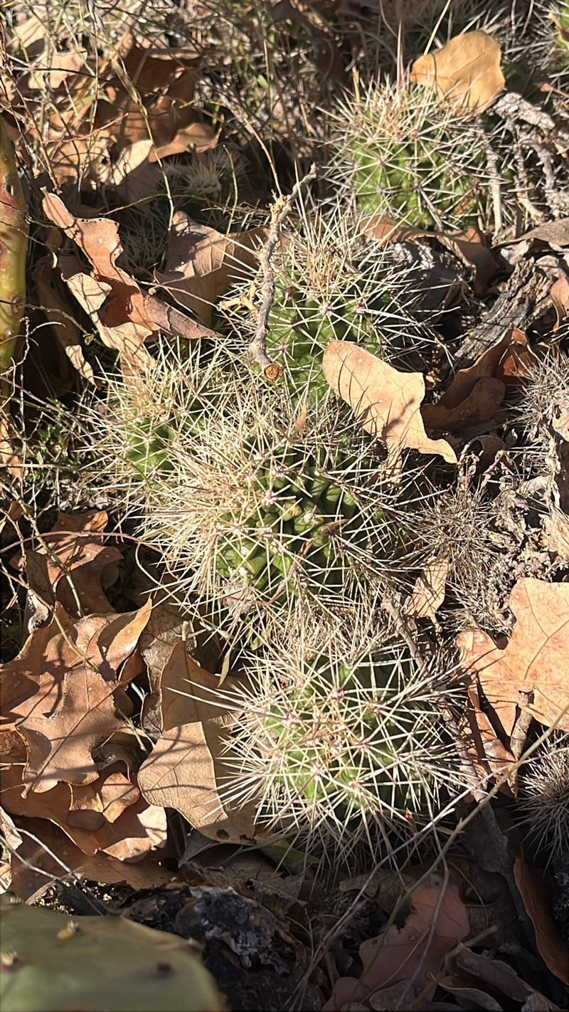 Echinocereus coccineus subsp. roemeri photo 6