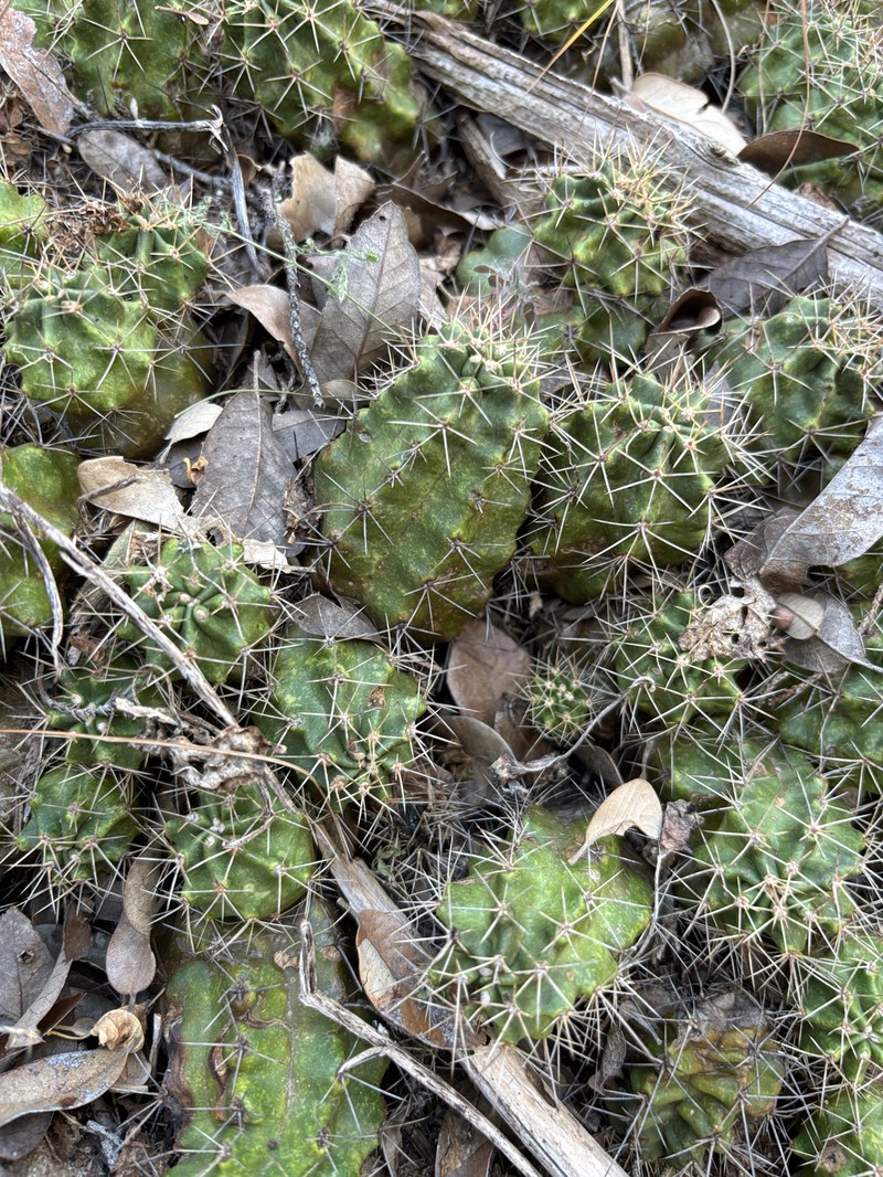Echinocereus coccineus subsp. roemeri photo 7