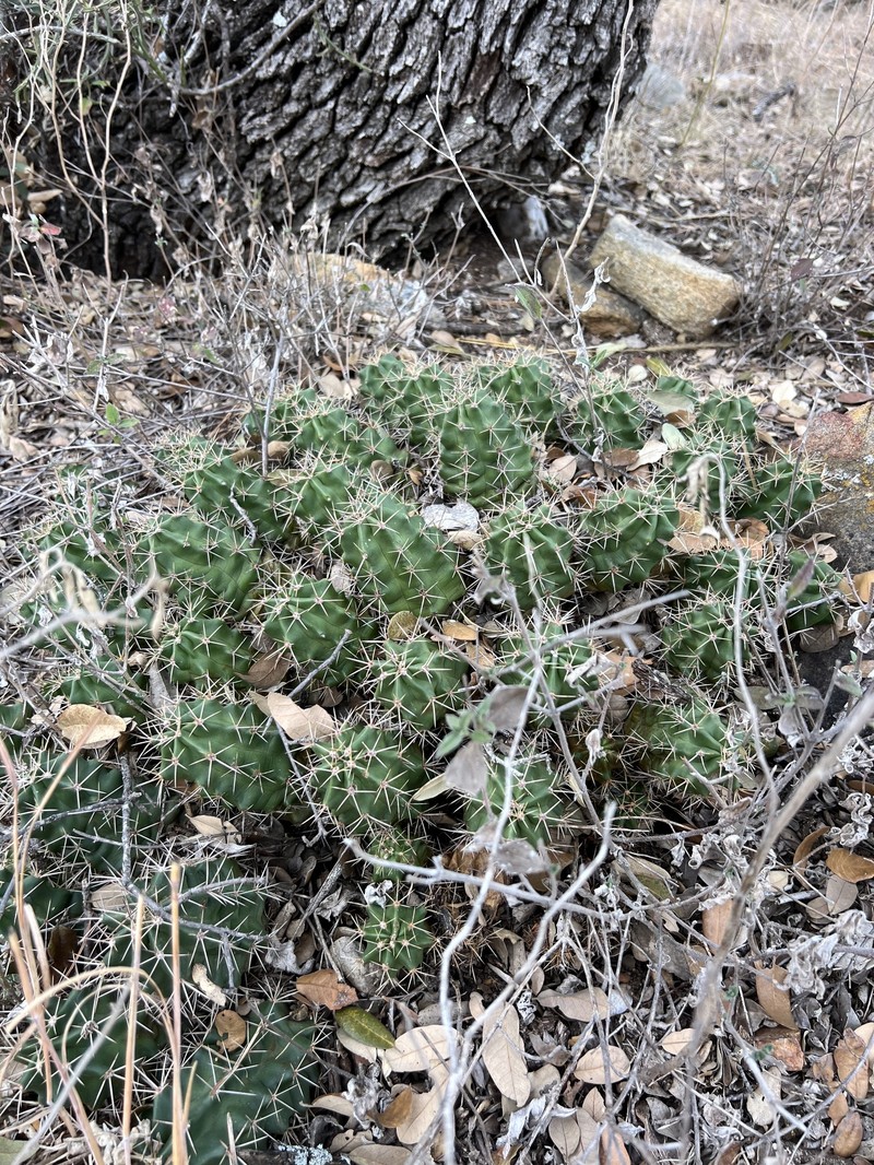 Echinocereus coccineus subsp. roemeri photo 8