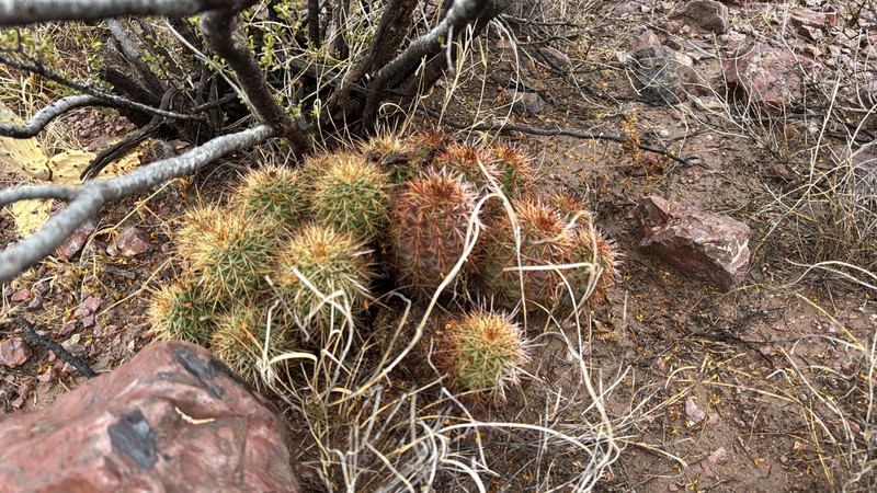Echinocereus coccineus subsp. rosei