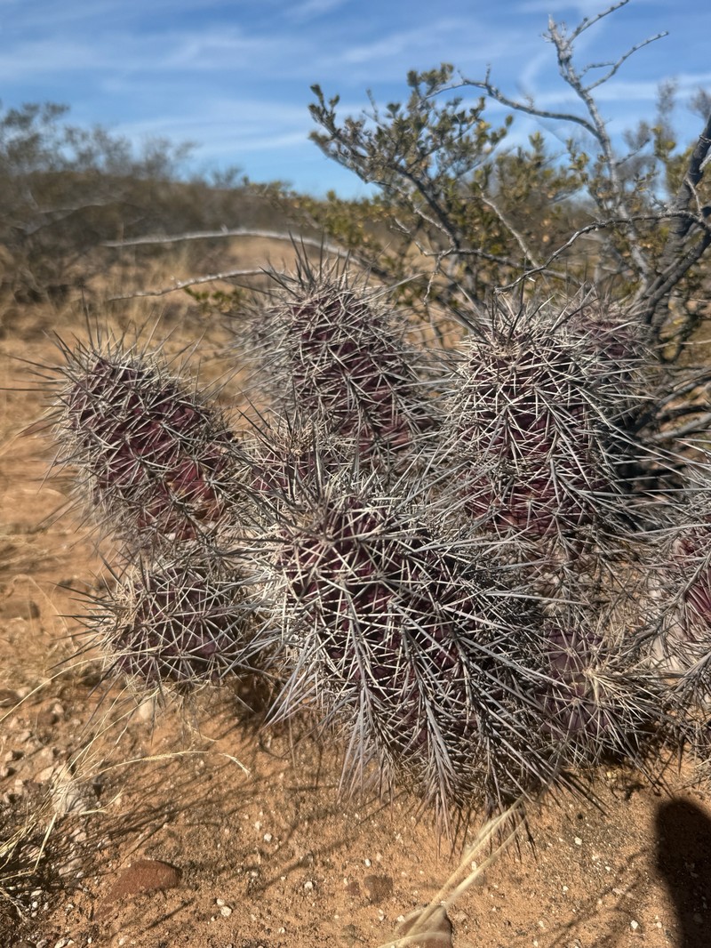 Echinocereus coccineus subsp. rosei photo 2
