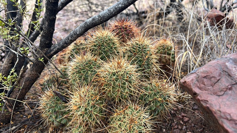 Echinocereus coccineus subsp. rosei photo 3
