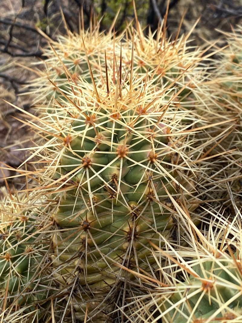 Echinocereus coccineus subsp. rosei photo 4