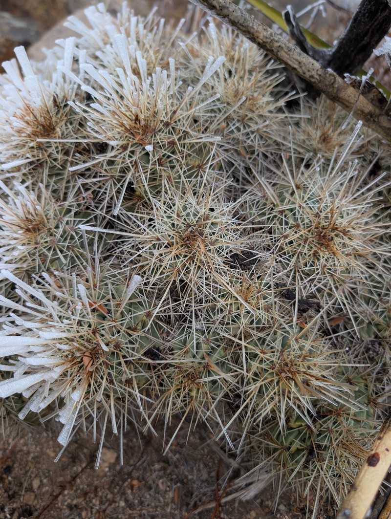 Echinocereus coccineus subsp. rosei photo 5