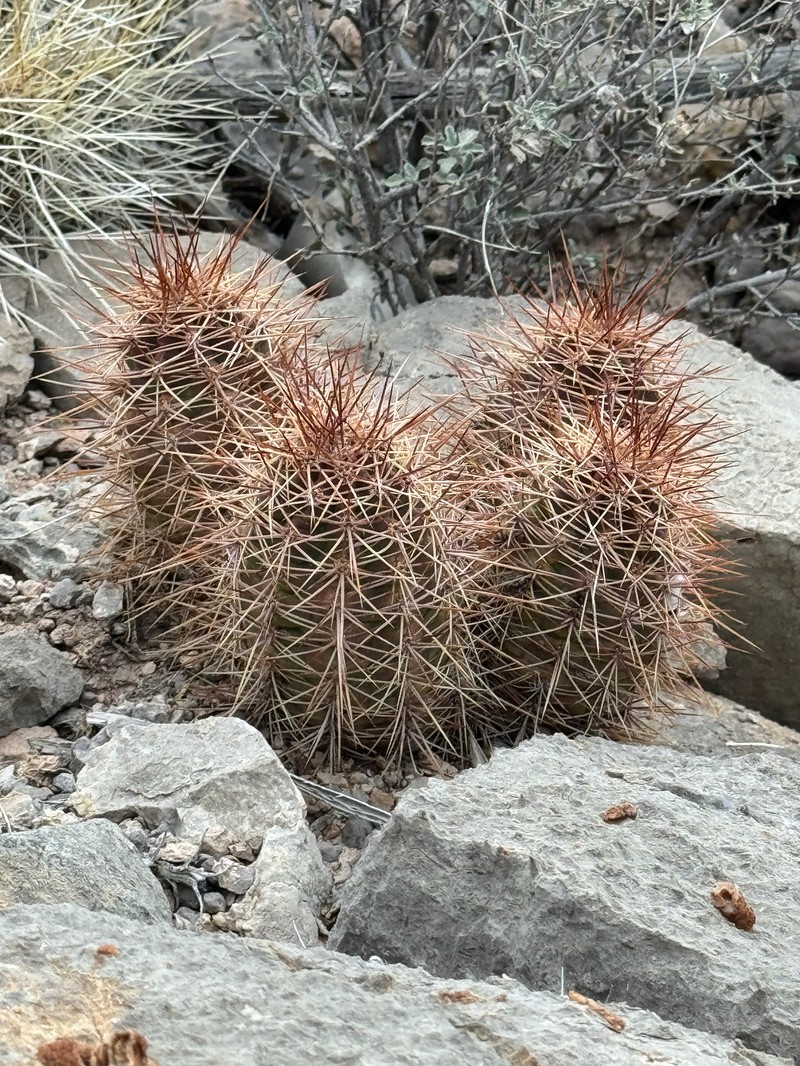 Echinocereus coccineus subsp. rosei photo 6
