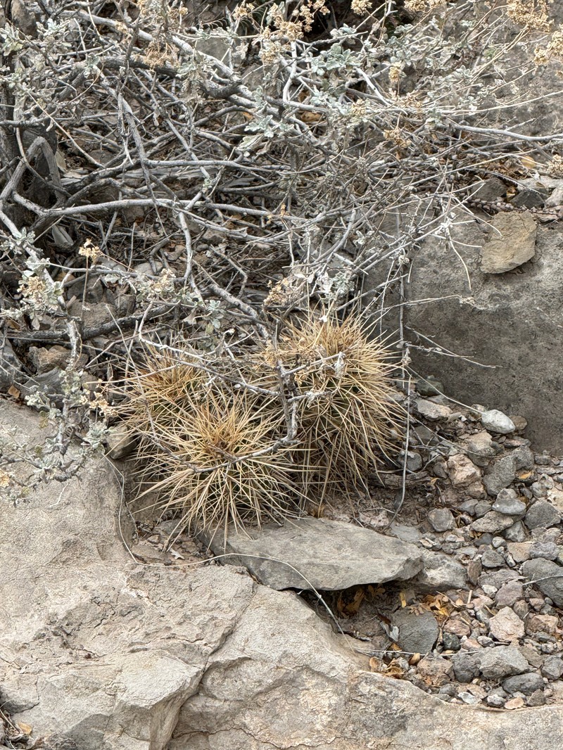 Echinocereus coccineus subsp. rosei photo 7