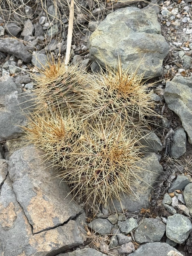 Echinocereus coccineus subsp. rosei photo 8