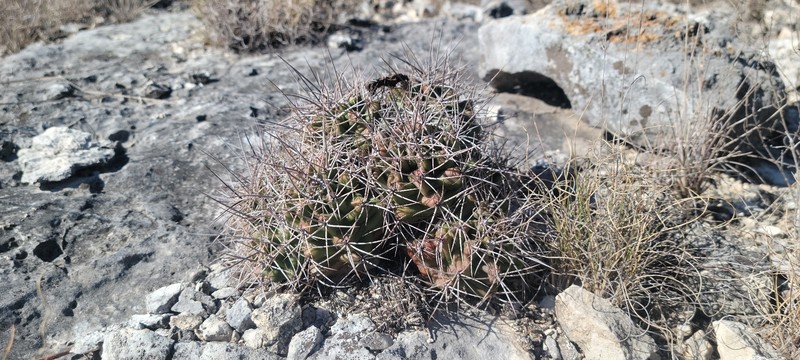 Echinocereus coccineus subsp. transpecosensis