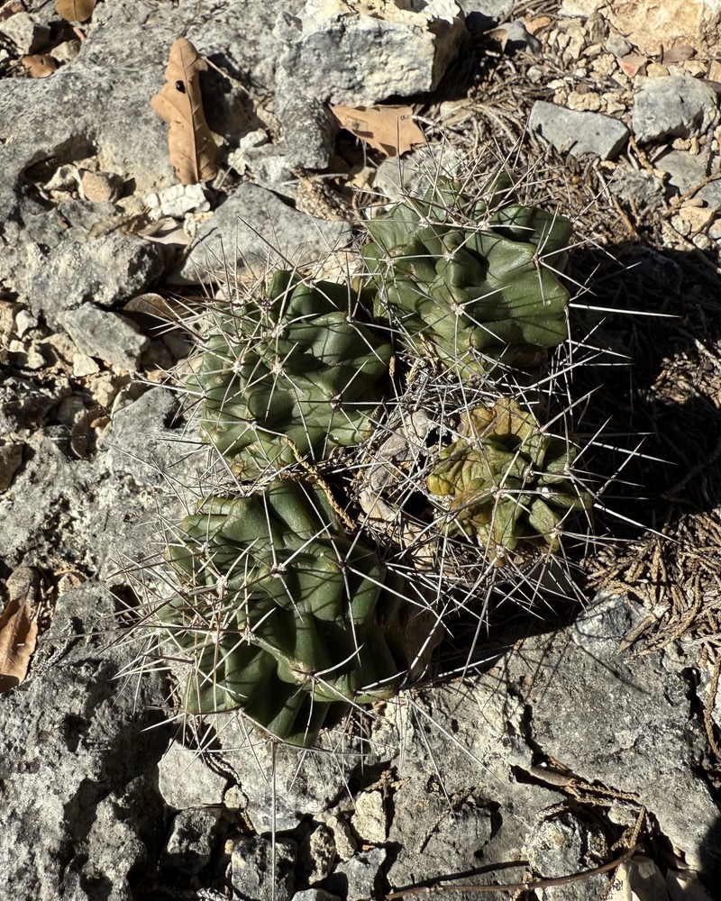 Echinocereus coccineus subsp. transpecosensis photo 2