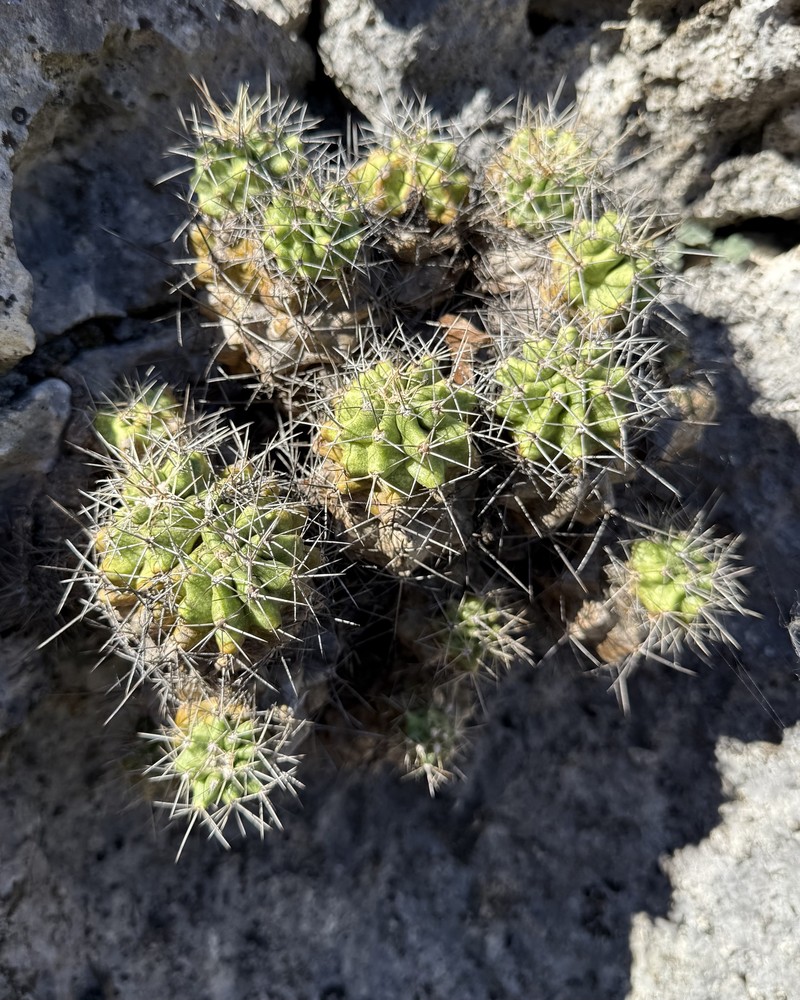 Echinocereus coccineus subsp. transpecosensis photo 3