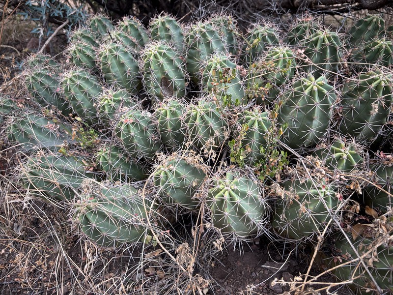 Echinocereus coccineus subsp. transpecosensis photo 4