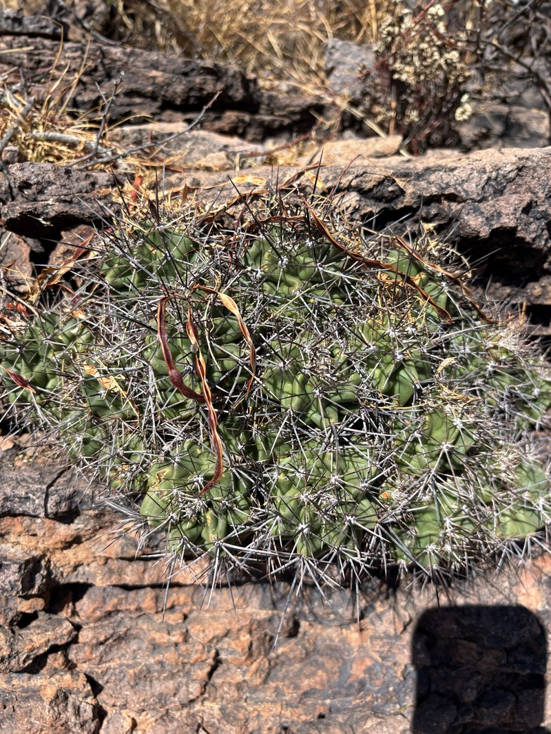 Echinocereus coccineus subsp. transpecosensis photo 5