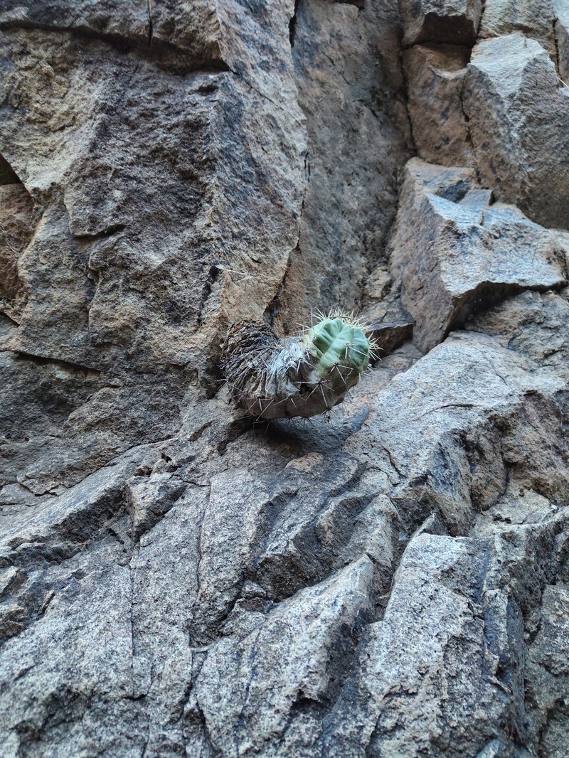 Echinocereus coccineus subsp. transpecosensis photo 6