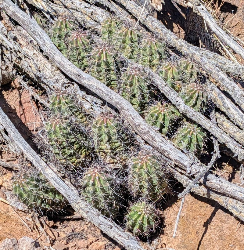 Echinocereus coccineus subsp. transpecosensis photo 7