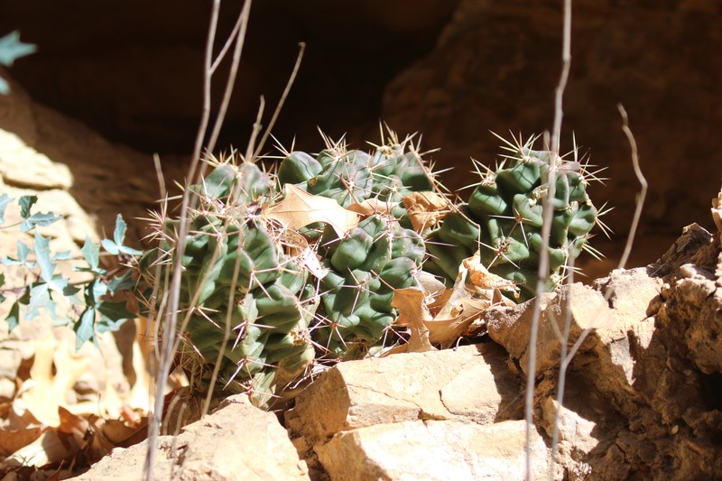 Echinocereus coccineus subsp. transpecosensis photo 8