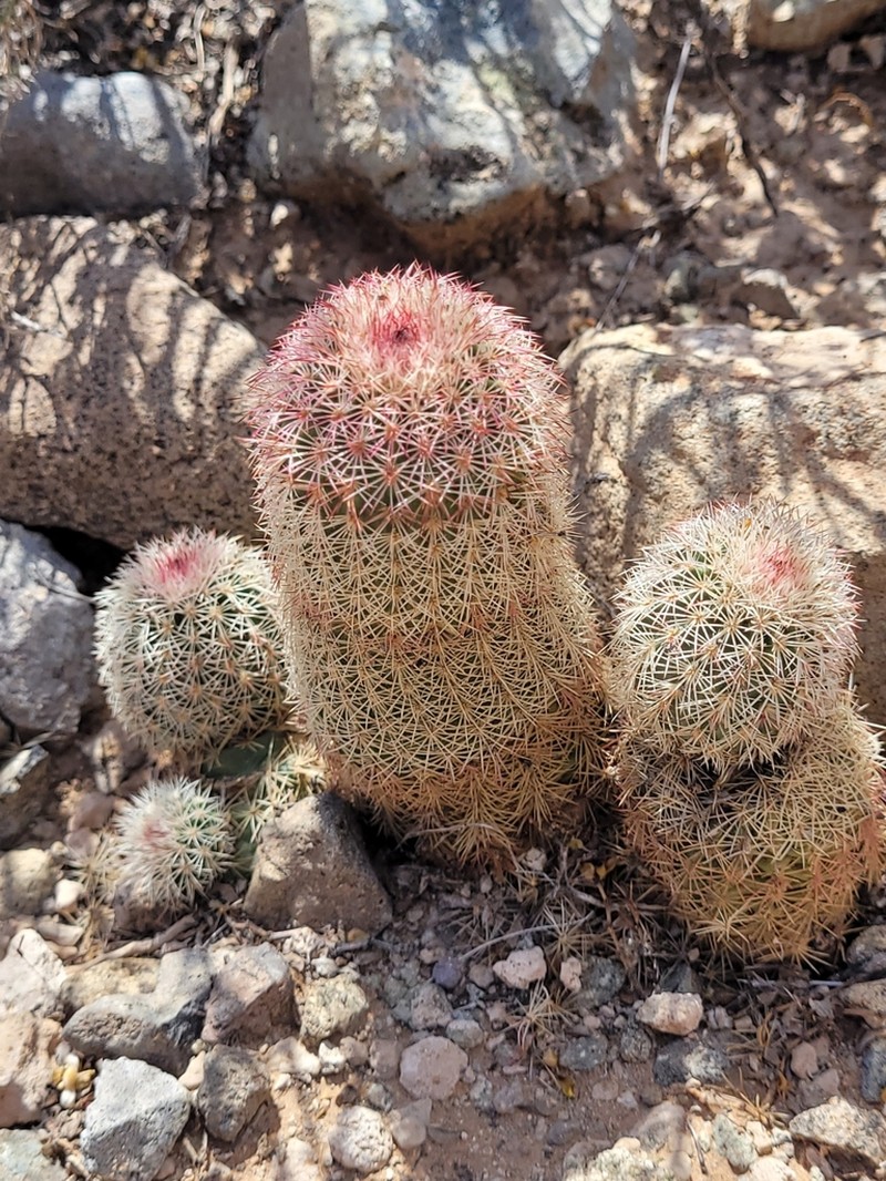 Spiny Hedgehog Cactus