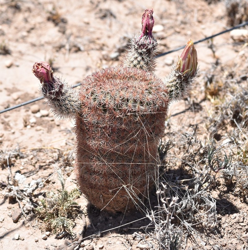 Spiny Hedgehog Cactus photo 2
