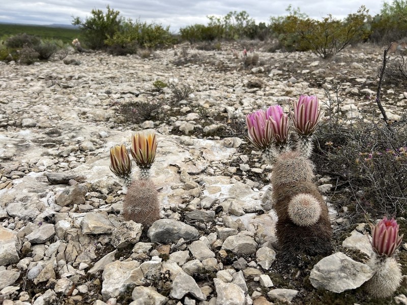 Spiny Hedgehog Cactus photo 3
