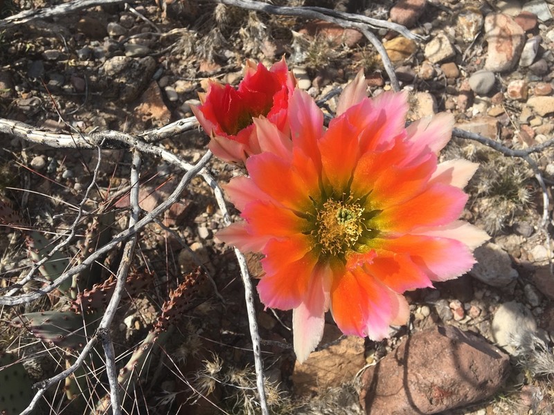 Spiny Hedgehog Cactus photo 4