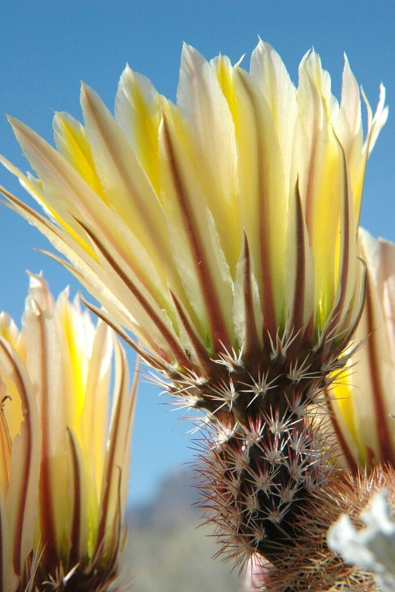 Spiny Hedgehog Cactus photo 5